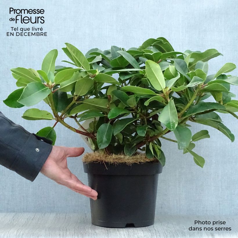 Example of Rhododendron Germania - Grootbloemige rododendron Pot van 4 l/5 l as you get in hiver