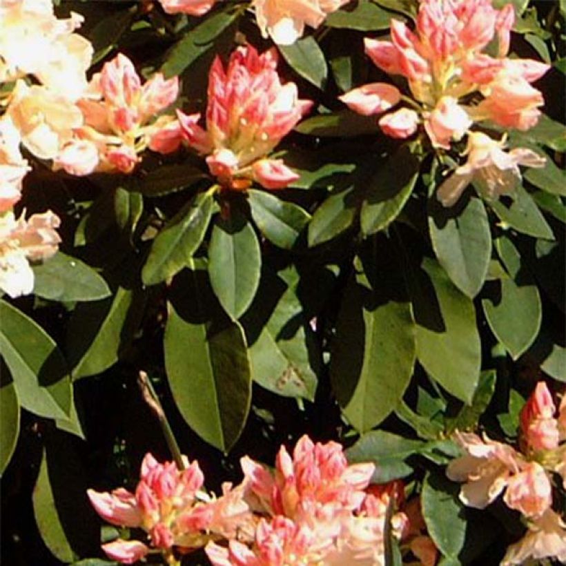 Rhododendron  Golden Torch - Dwergrododendron (Foliage)
