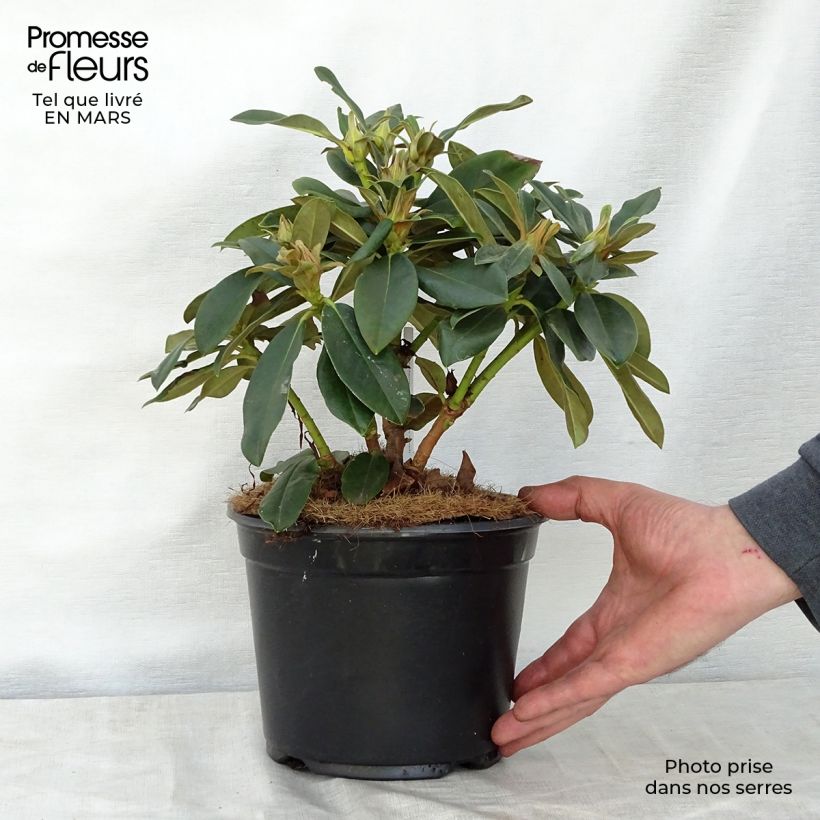 Exemplaar van Rhododendron  Golden Torch - Dwergrododendron Pot van 3 l/4 l zoals geleverd in de lente