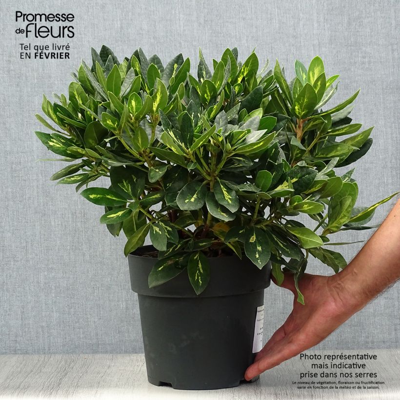 Exemplaar van Rhododendron Goldflimmer - Grootbloemige rododendron Pot van 3 l/4 l zoals geleverd in de herfst