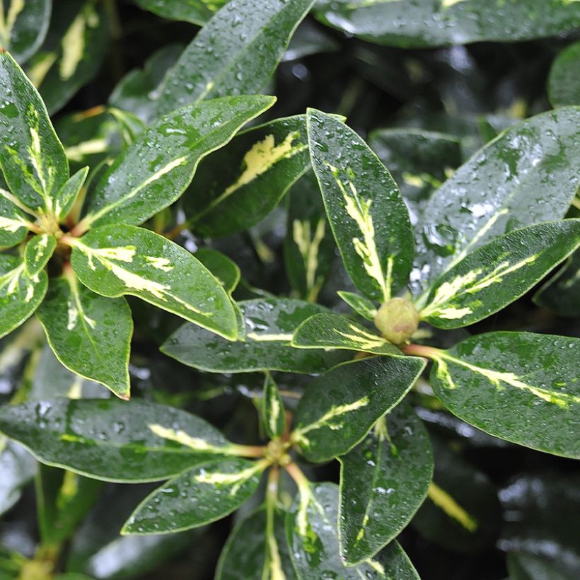 Rhododendron Goldflimmer - Grootbloemige rododendron (Foliage)