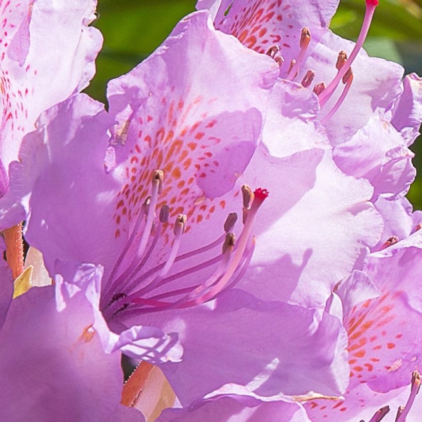 Rhododendron Goldflimmer - Grootbloemige rododendron (Flowering)