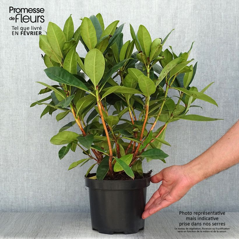 Exemplaar van Rhododendron Gomer Waterer - Grootbloemige rododendron Pot van 3 l/4 l zoals geleverd in de herfst