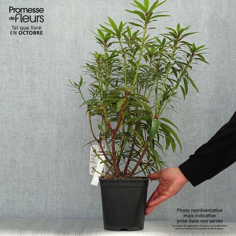 Exemplaar van Rhododendron Graziella - Grootbloemige rododendron Pot van 3 l/4 l zoals geleverd in de herfst