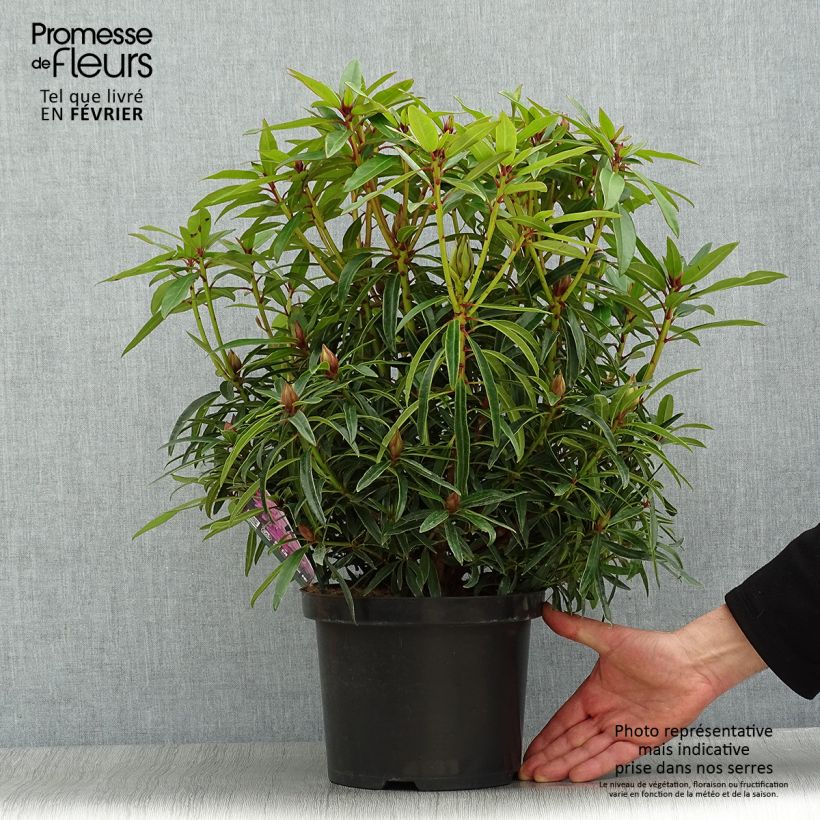 Example of Rhododendron Graziella - Grand Rhododendron Pot van 3 l/4 l as you get in hiver