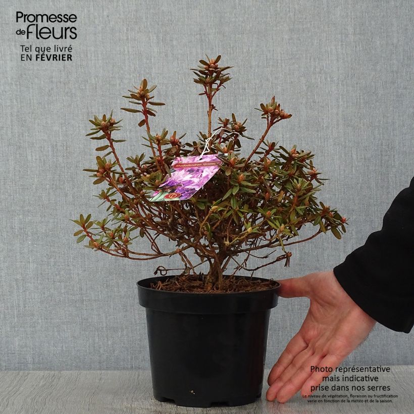 Example of Rhododendron Gristede Pot van 2 l/3 l as you get in hiver