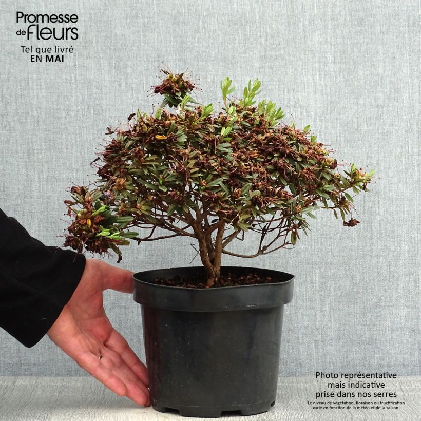 Exemplaar van Rhododendron Gristede - Dwergrododendron Pot van 2 l/3 l zoals geleverd in de lente