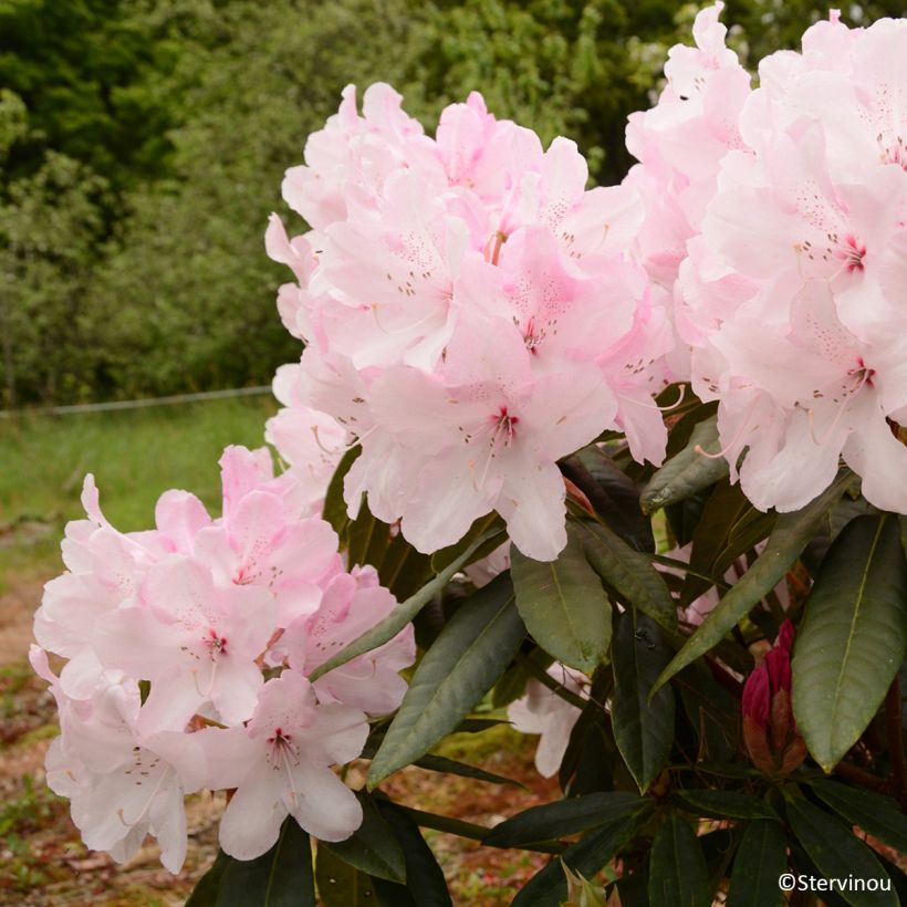 Rhododendron Halopeanum - Grote rododendron (Bloei)