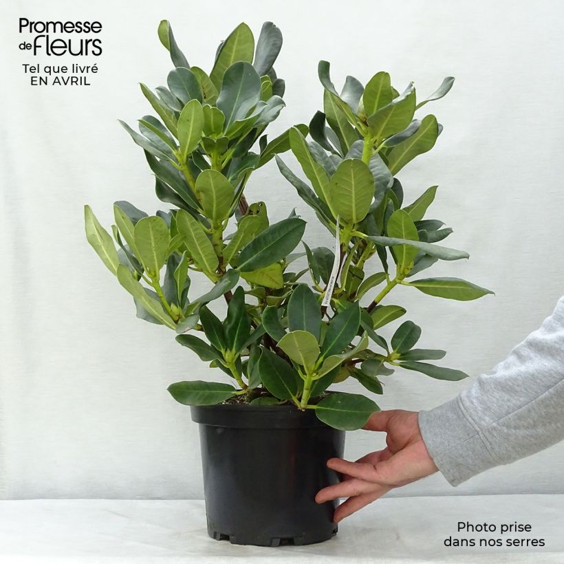 Exemplaar van Rhododendron Horizon Monarch - Grootbloemige rododendron Pot van 4 l/5 l zoals geleverd in de lente