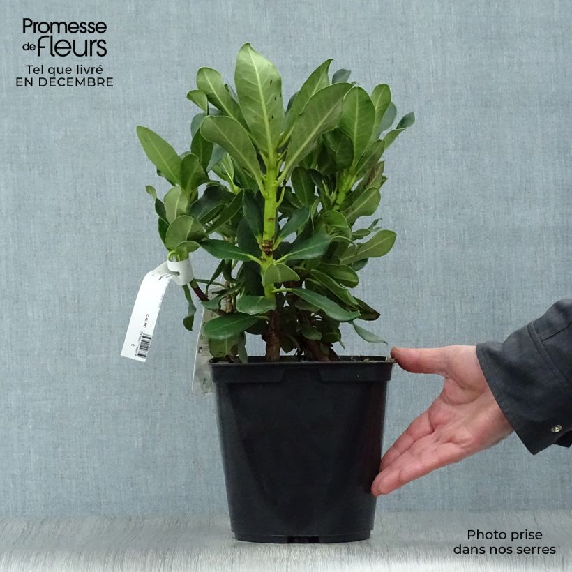 Example of Rhododendron Horizon Monarch - Grand Rhododendron Pot van 4 l/5 l as you get in hiver