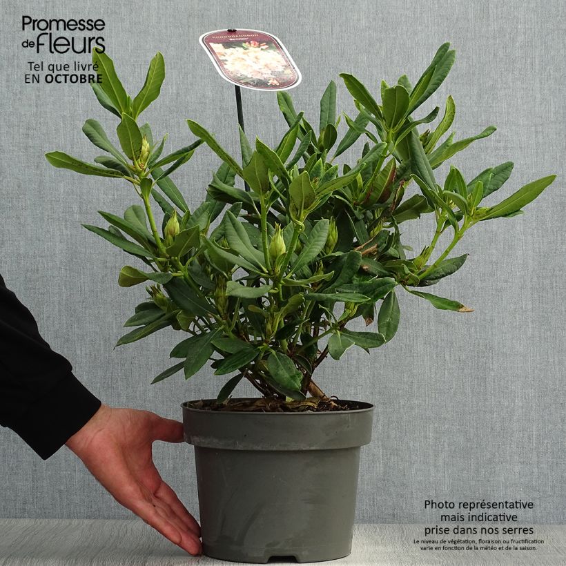 Exemplaar van Rhododendron INKARHO Bernstein - Grootbloemige rododendron Pot van 4 l/5 l zoals geleverd in de herfst