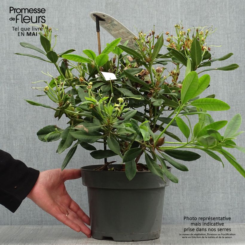 Exemplaar van Rhododendron INKARHO Bernstein - Grootbloemige rododendron Pot van 4 l/5 l zoals geleverd in de lente