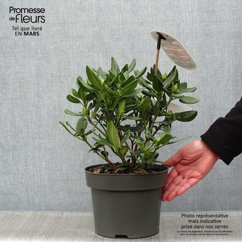 Exemplaar van Rhododendron INKARHO Brasilia - Grootbloemige rododendron Pot van 4 l/5 l zoals geleverd in de lente