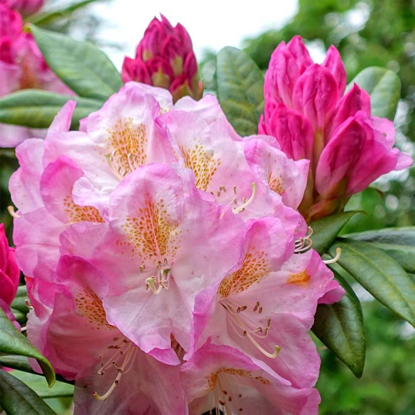Rhododendron INKARHO Brigitte - Grootbloemige rododendron (Flowering)