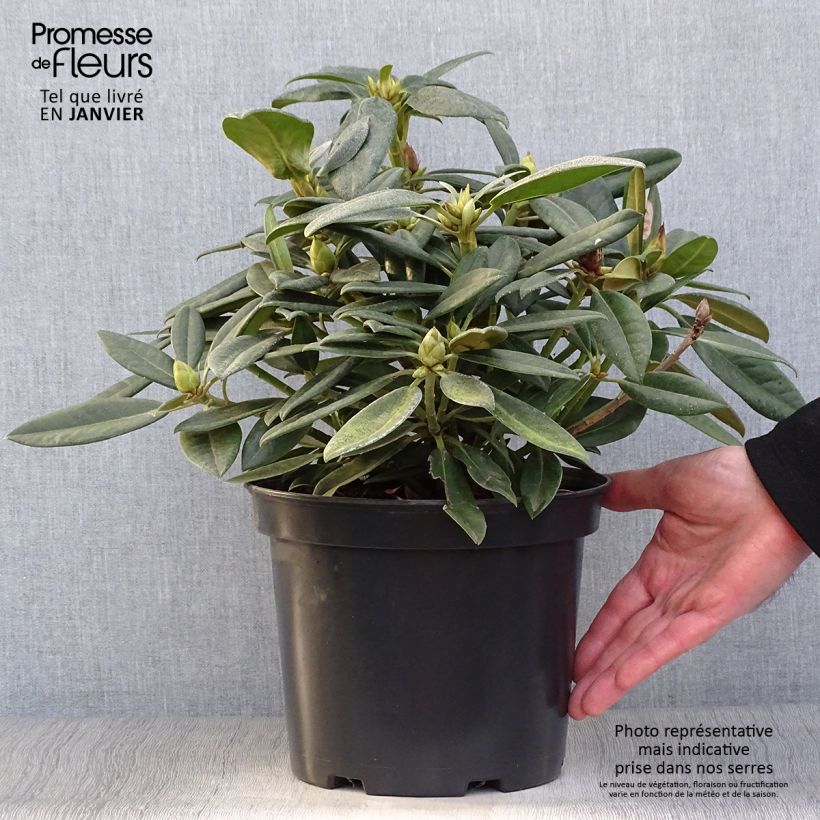 Example of Rhododendron Inkarho Brigitte Pot van 4 l/5 l as you get in hiver
