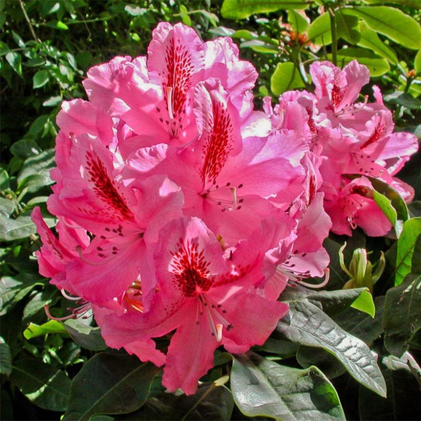 Rhododendron INKARHO Furnivall's Daughter - Grootbloemige rododendron (Flowering)