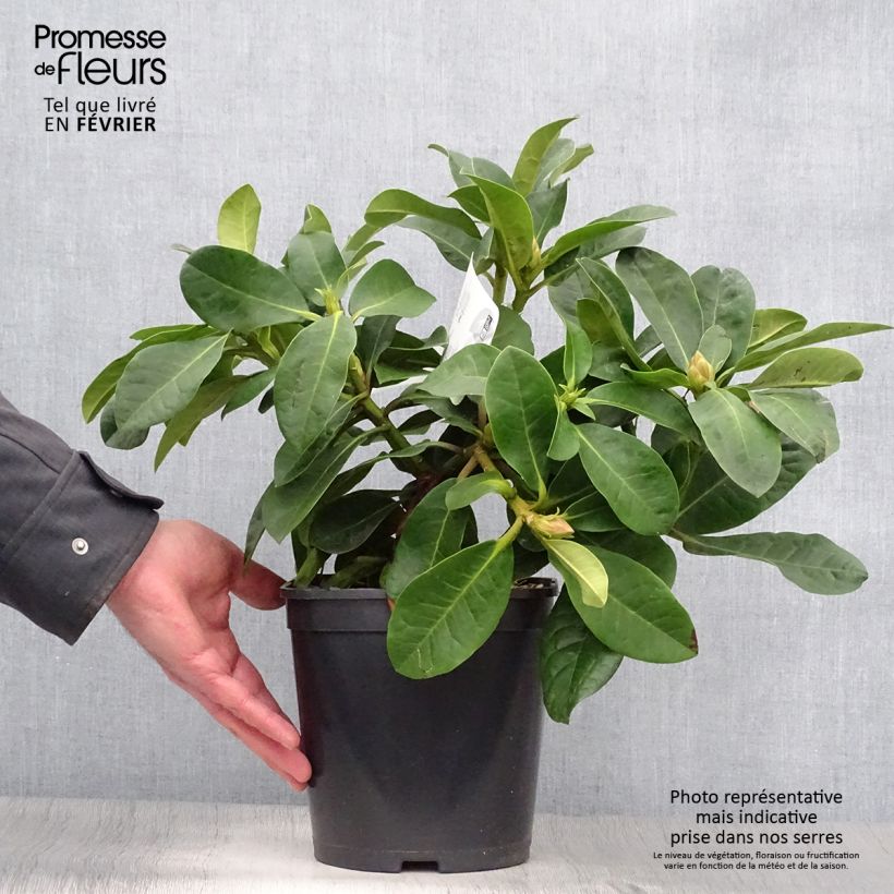 Example of Rhododendron Inkarho Furnivall's Daughter Pot van 3 l/4 l as you get in hiver