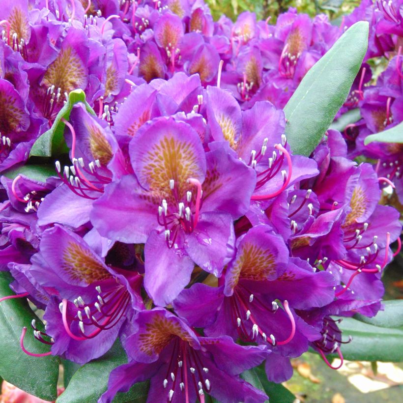 Rhododendron INKARHO Marcel Ménard - Grootbloemige rododendron (Flowering)