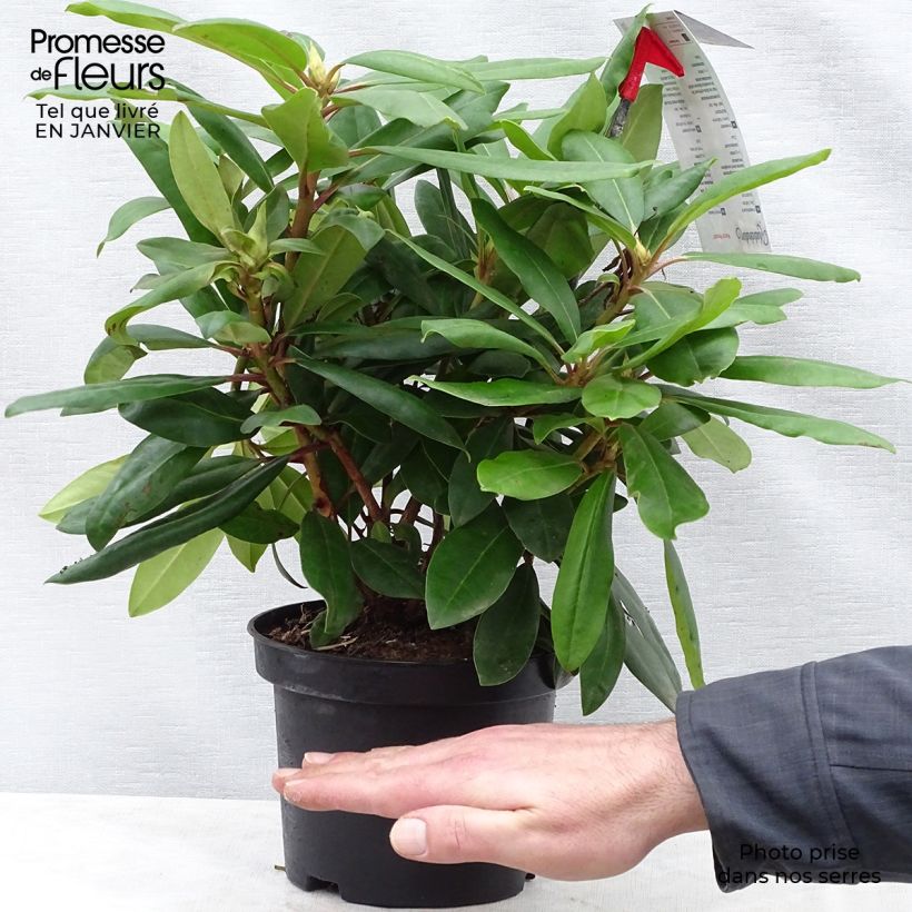 Example of Rhododendron Inkarho Marcel Ménard Pot van 4 l/5 l as you get in hiver