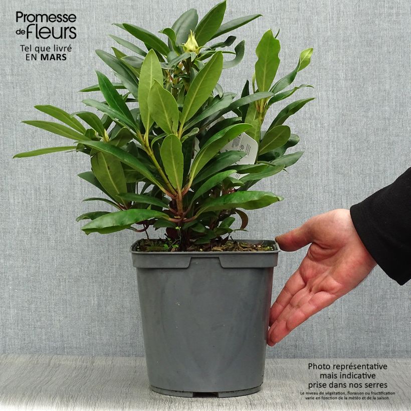 Exemplaar van Rhododendron INKARHO Marcel Ménard - Grootbloemige rododendron Pot van 4 l/5 l zoals geleverd in de lente