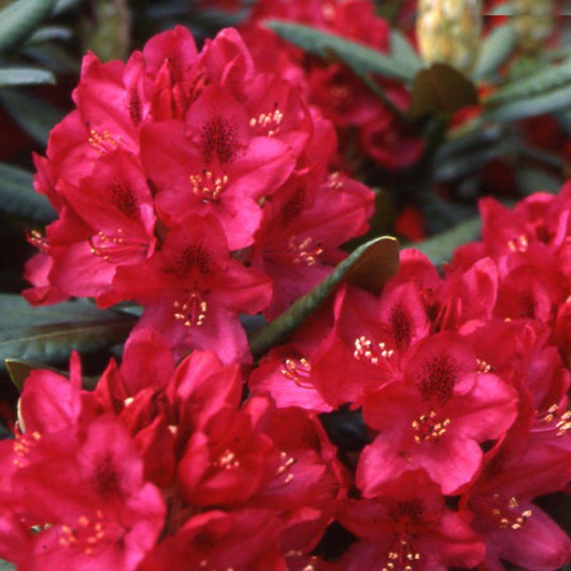 Rhododendron INKARHO Nova Zembla - Grootbloemige rododendron (Flowering)
