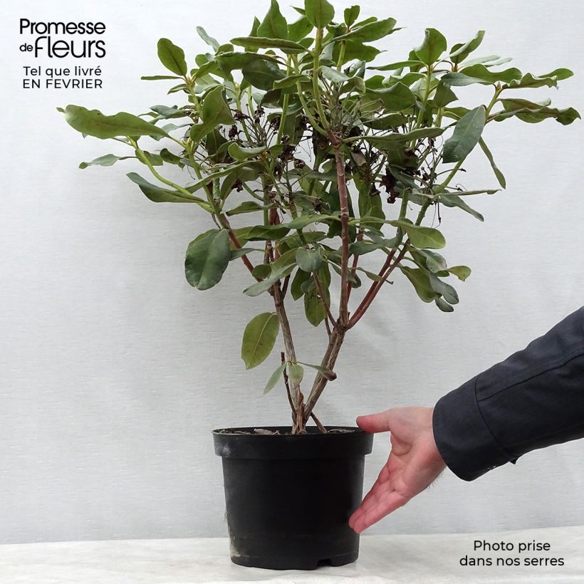 Example of Rhododendron Inkarho  Nova Zembla Pot van 4 l/5 l as you get in hiver
