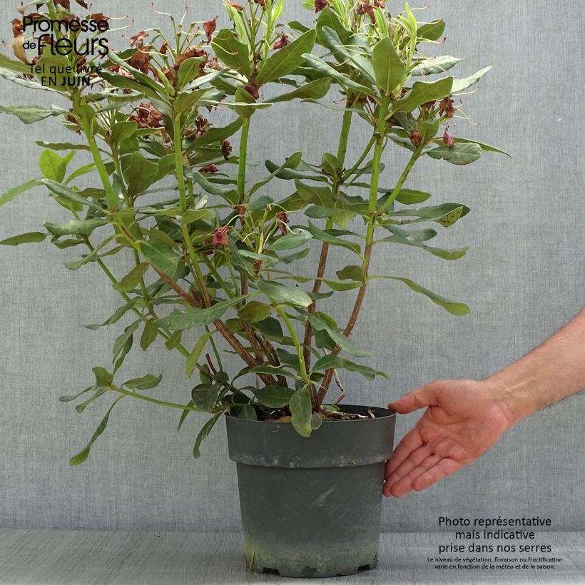 Exemplaar van Rhododendron INKARHO Nova Zembla - Grootbloemige rododendron Pot van 4 l/5 l zoals geleverd in de zomer