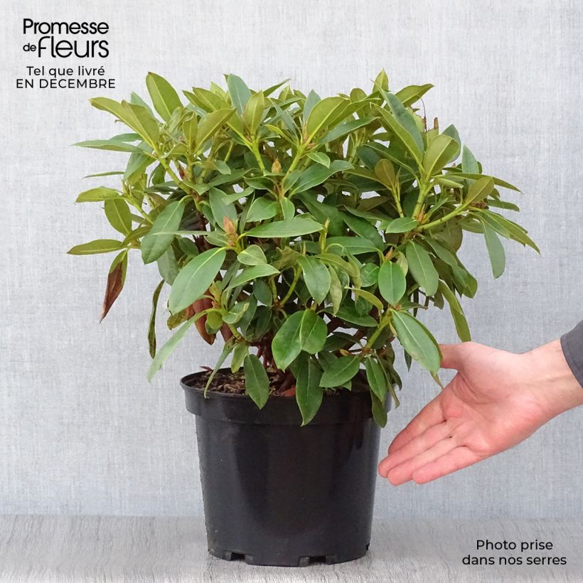 Example of Rhododendron Jingle Bells - Rhododendron nain Pot van 4 l/5 l as you get in hiver