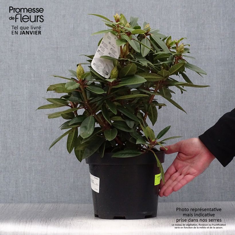 Example of Rhododendron Kokardia Pot van 2 l/3 l as you get in hiver