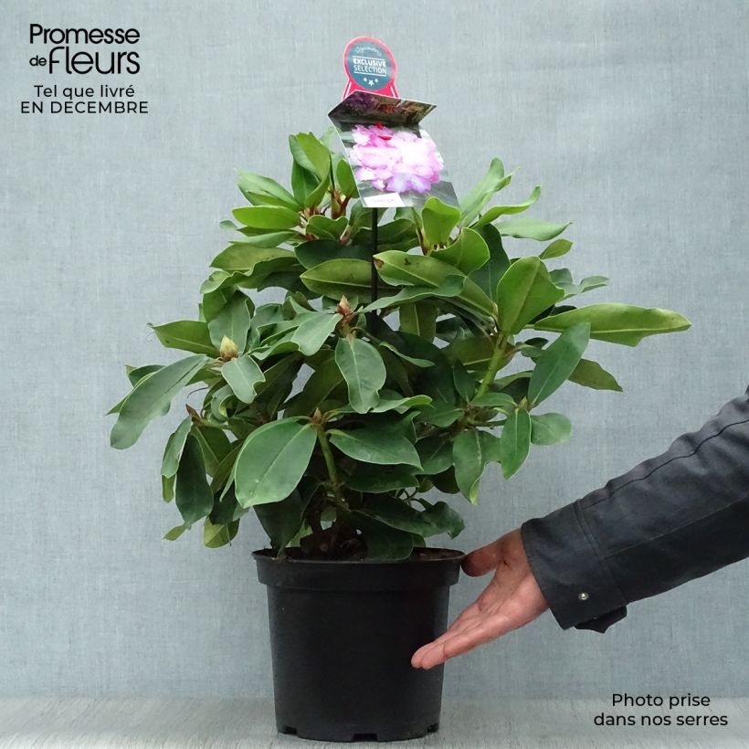 Example of Rhododendron Lem's Monarch - Grand Rhododendron Pot van 4 l/5 l as you get in hiver