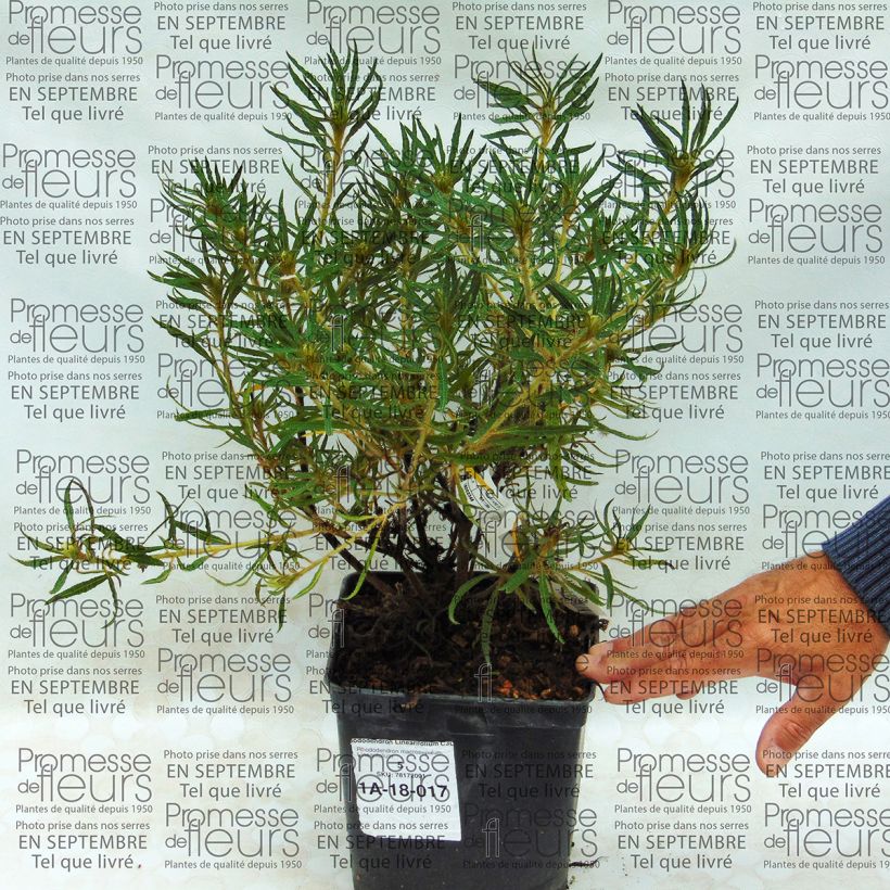 Example of Rhododendron Linearifolium - Rhododendron nain Pot van 2 l/3 l as you get