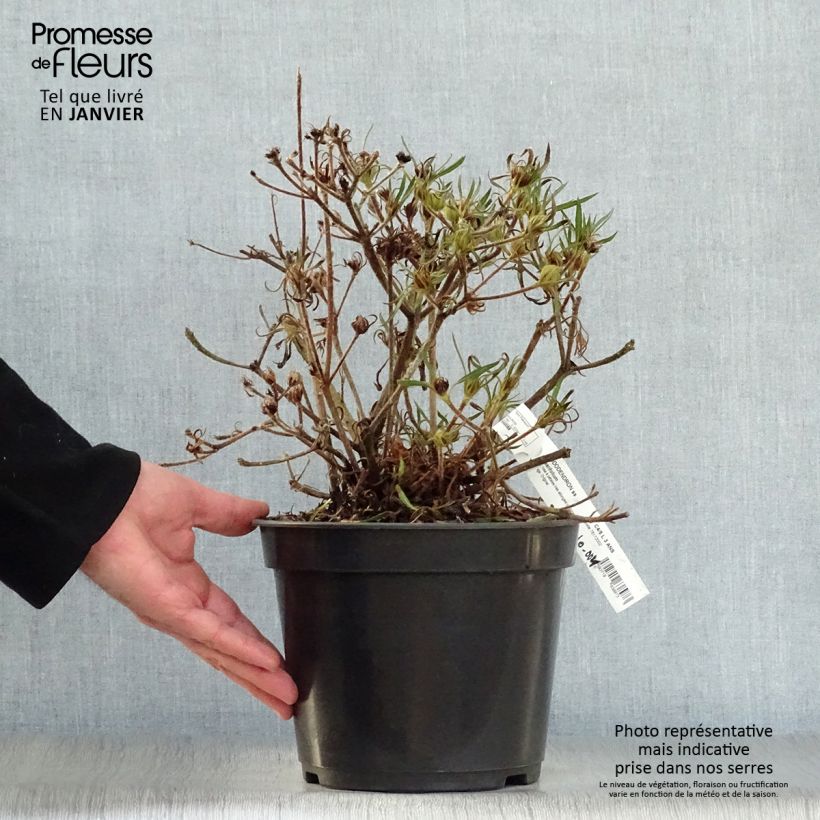 Example of Rhododendron Linearifolium - Rhododendron nain Pot van 4 l/5 l as you get in hiver