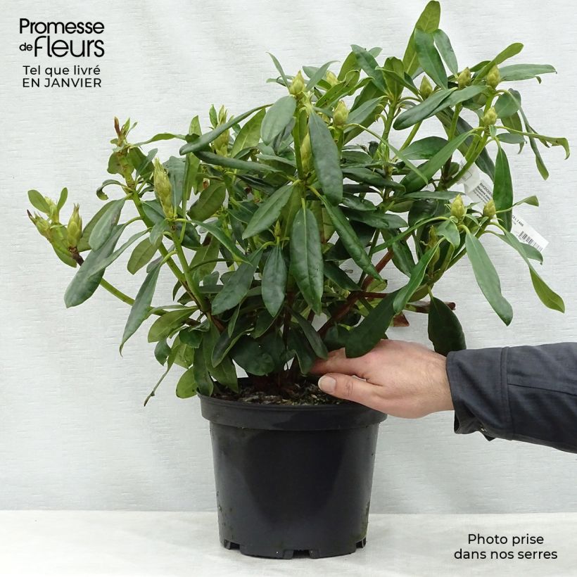 Example of Rhododendron Madame Masson - Grand Rhododendron Pot van 4 l/5 l as you get in hiver