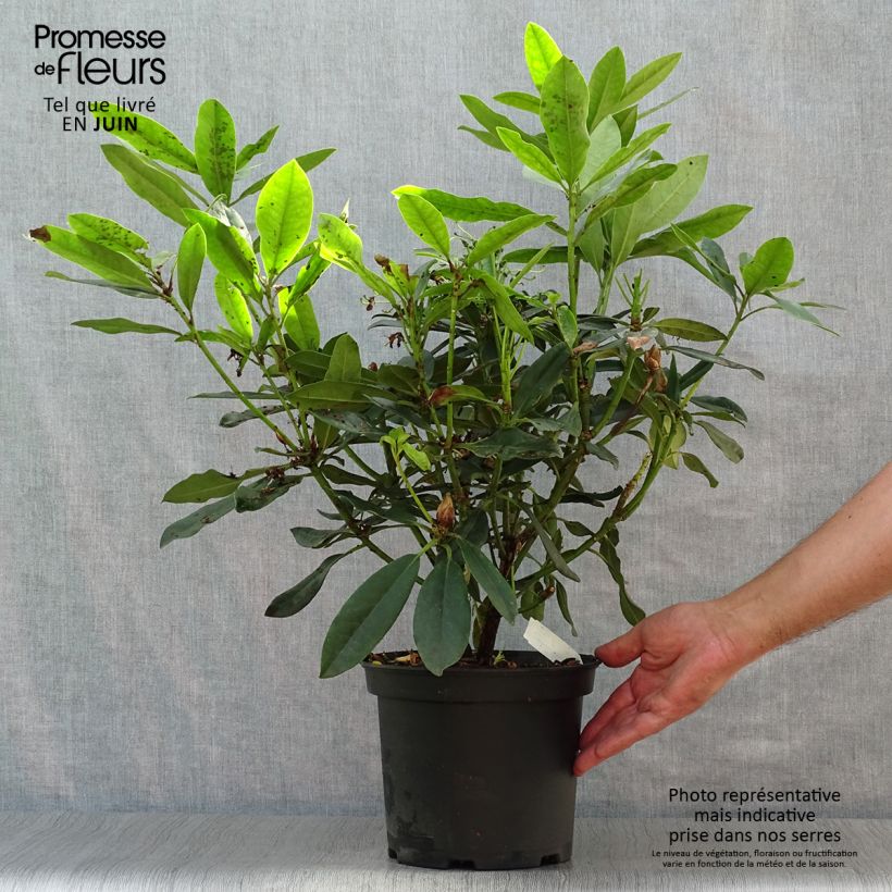 Exemplaar van Rhododendron Madame Masson - Grootbloemige rododendron Pot van 4 l/5 l zoals geleverd in de zomer