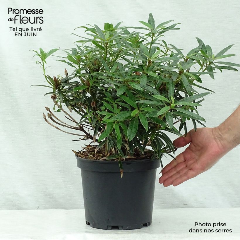 Exemplaar van Rhododendron Melville - Grootbloemige rododendron Pot van 3 l/4 l zoals geleverd in de zomer