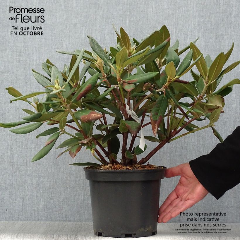 Exemplaar van Rhododendron Melville - Grootbloemige rododendron Pot van 3 l/4 l zoals geleverd in de herfst