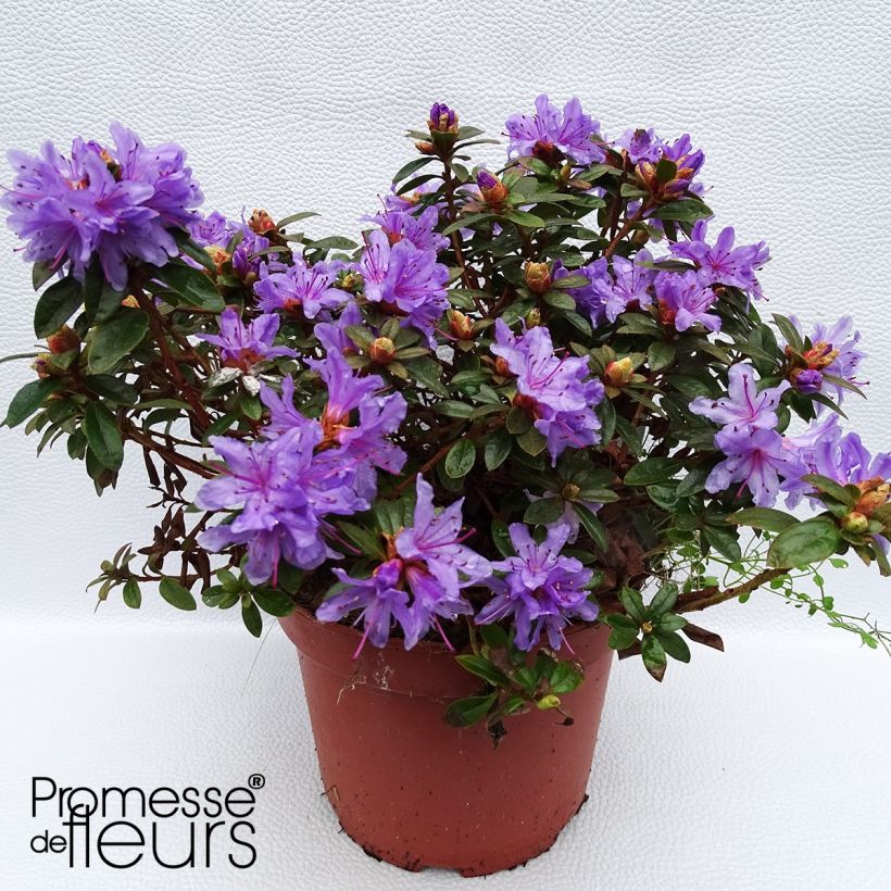 Rhododendron Moerheim - Dwergrododendron (Plant habit)