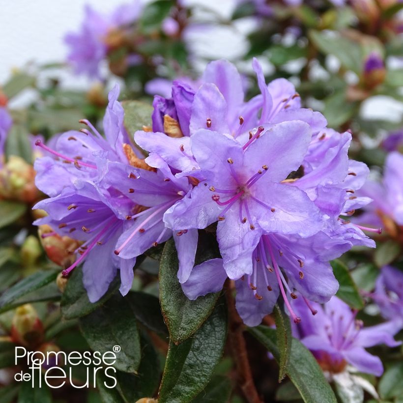 Rhododendron Moerheim - Dwergrododendron (Flowering)