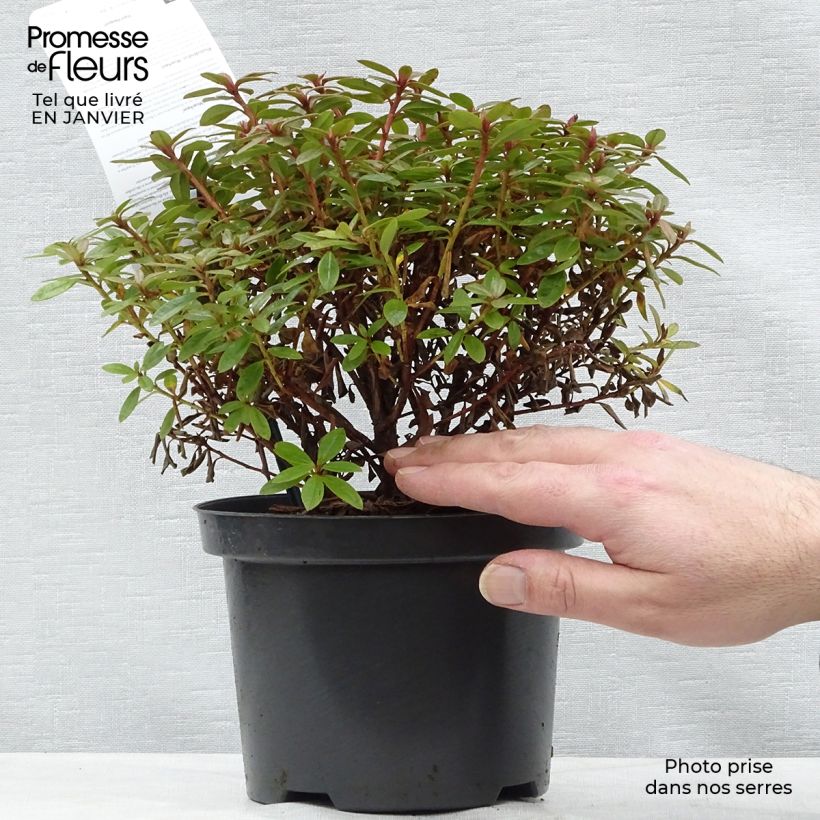 Example of Rhododendron Moerheim - Rhododendron nain Pot van 2 l/3 l as you get in hiver