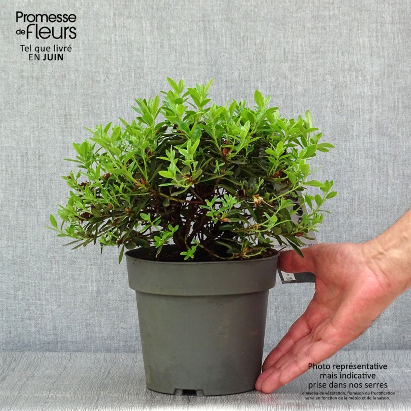 Exemplaar van Rhododendron Moerheim - Dwergrododendron Pot van 2 l/3 l zoals geleverd in de zomer