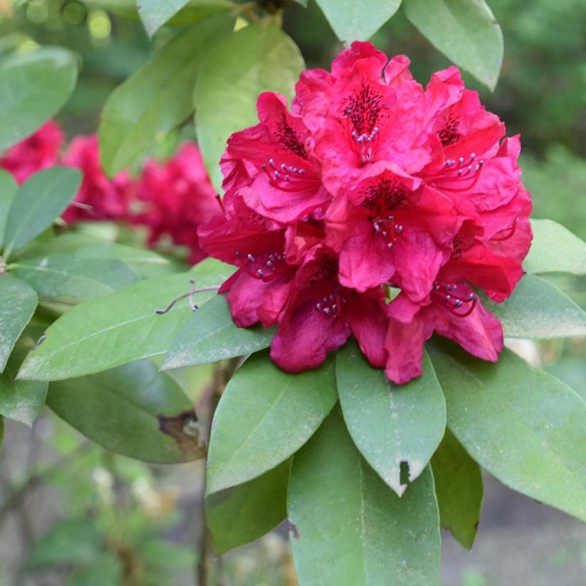 Rhododendron Moser's Maroon - Grootbloemige rododendron (Foliage)
