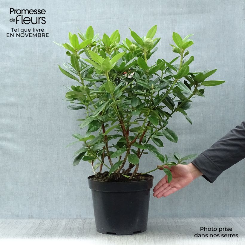Exemplaar van Rhododendron Mrs T.h.lowinsky - Grootbloemige rododendron Pot van 7,5 l/10 l zoals geleverd in de herfst