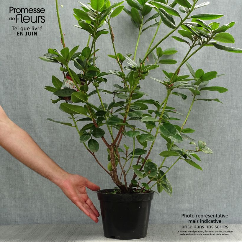 Exemplaar van Rhododendron Mrs T.h.lowinsky - Grootbloemige rododendron Pot van 4 l/5 l zoals geleverd in de zomer
