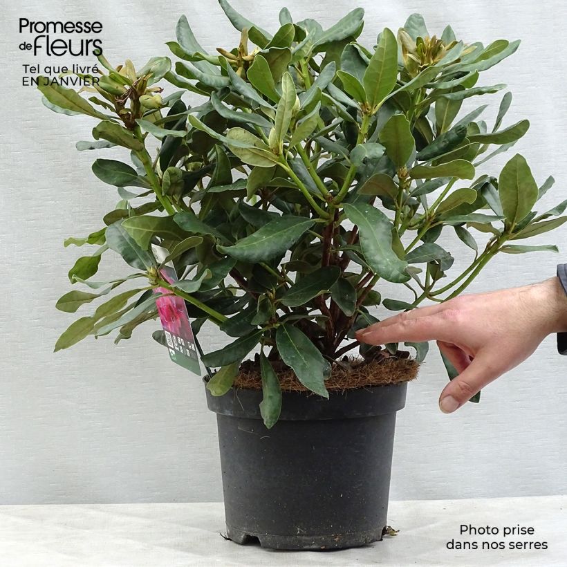 Example of Rhododendron Nova Zembla - Grand Rhododendron Pot van 4 l/5 l as you get in hiver
