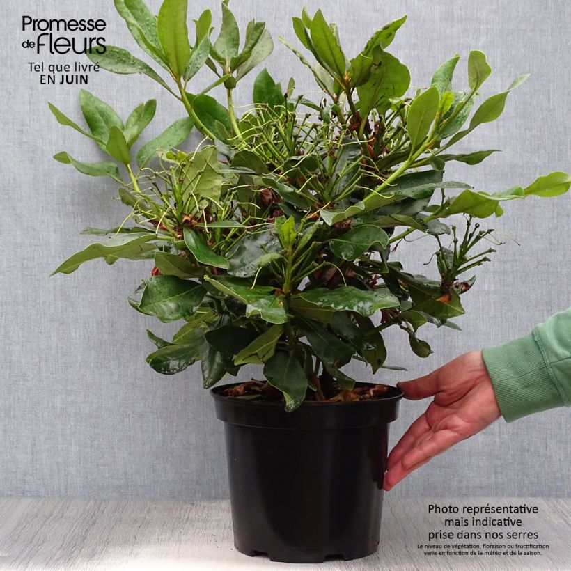 Exemplaar van Rhododendron Nova Zembla - Grootbloemige rododendron Pot van 4 l/5 l zoals geleverd in de zomer