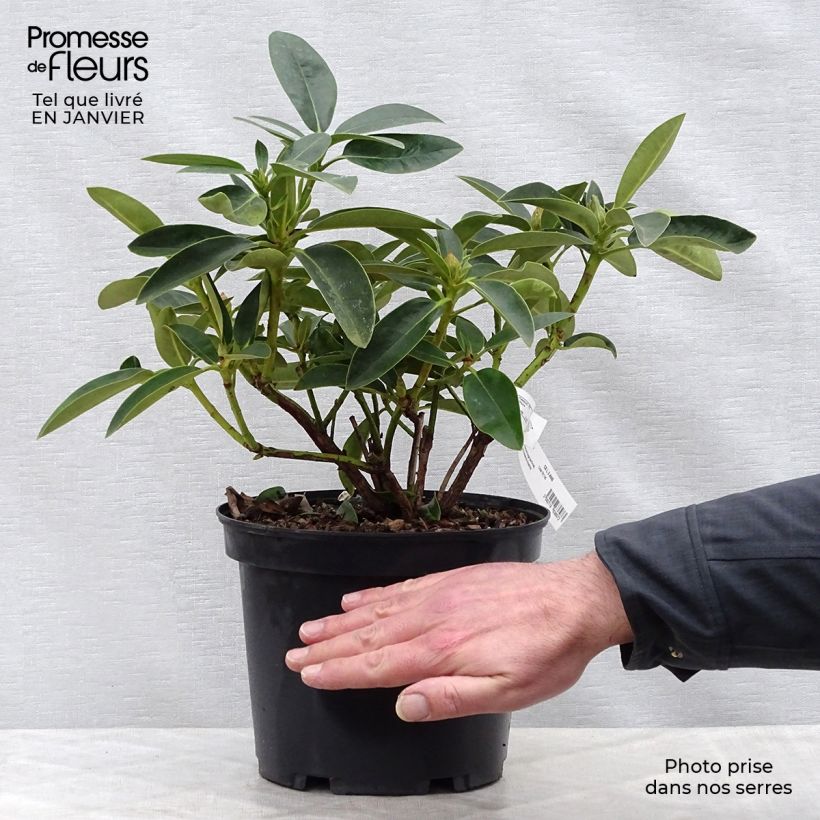 Example of Rhododendron Olga - Grand Rhododendron Pot van 4 l/5 l as you get in hiver
