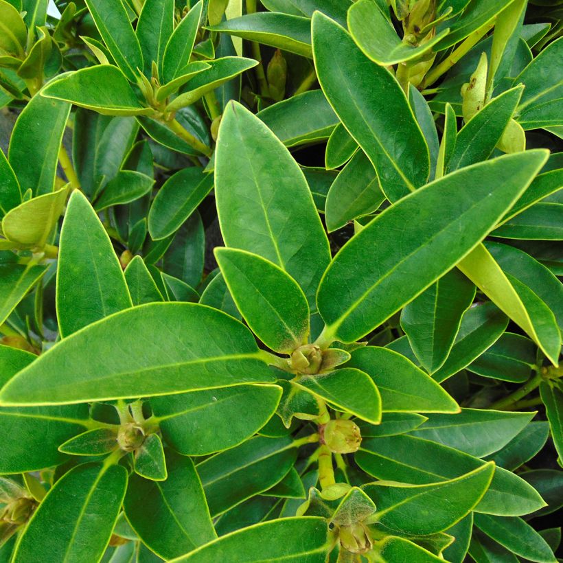 Rhododendron Olga -  Grootbloemige rododendron (Foliage)