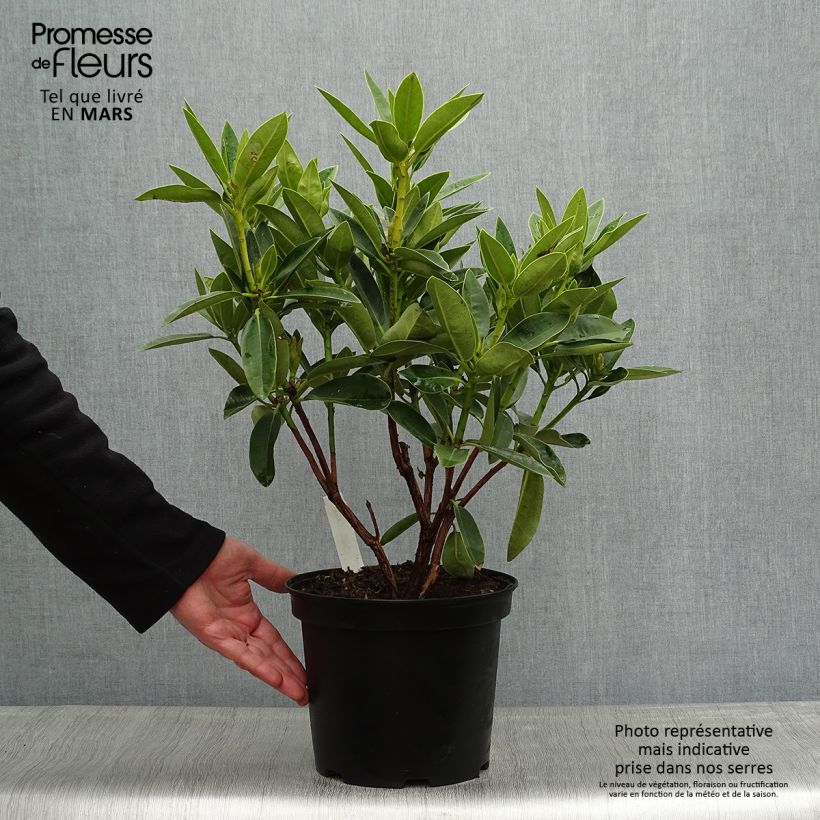Exemplaar van Rhododendron Olga -  Grootbloemige rododendron Pot van 4 l/5 l zoals geleverd in de lente