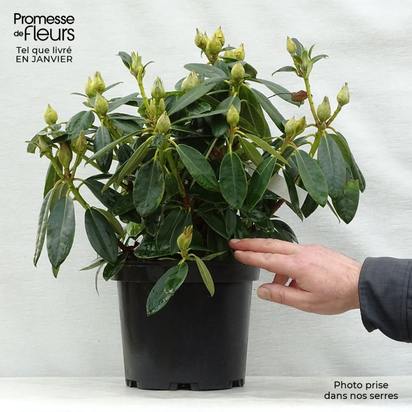 Example of Rhododendron Percy Wiseman - Rhododendron nain  Pot van 3 l/4 l as you get in hiver