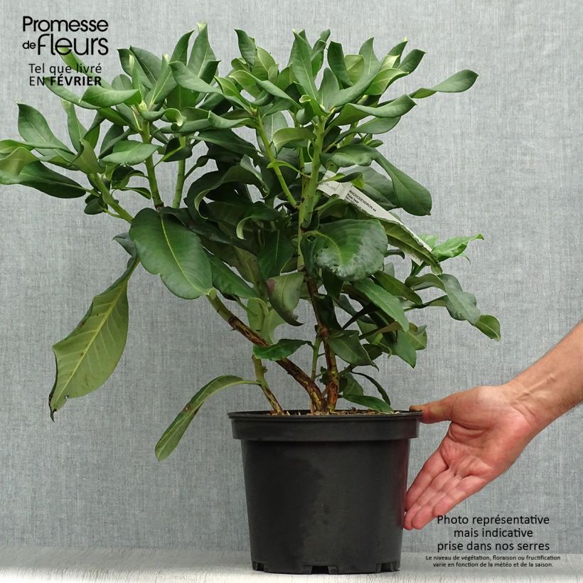 Exemplaar van Rhododendron Polar Bear - Grootbloemige rododendron Pot van 4 l/5 l zoals geleverd in de herfst